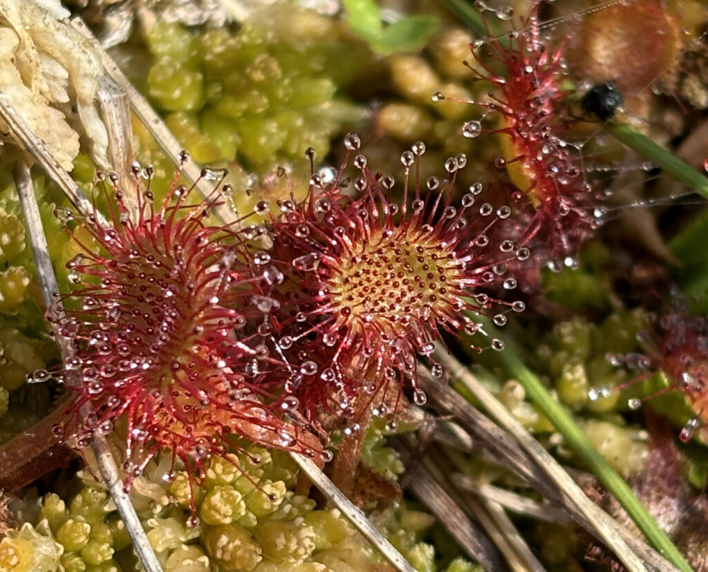 Drosera rotundifolia