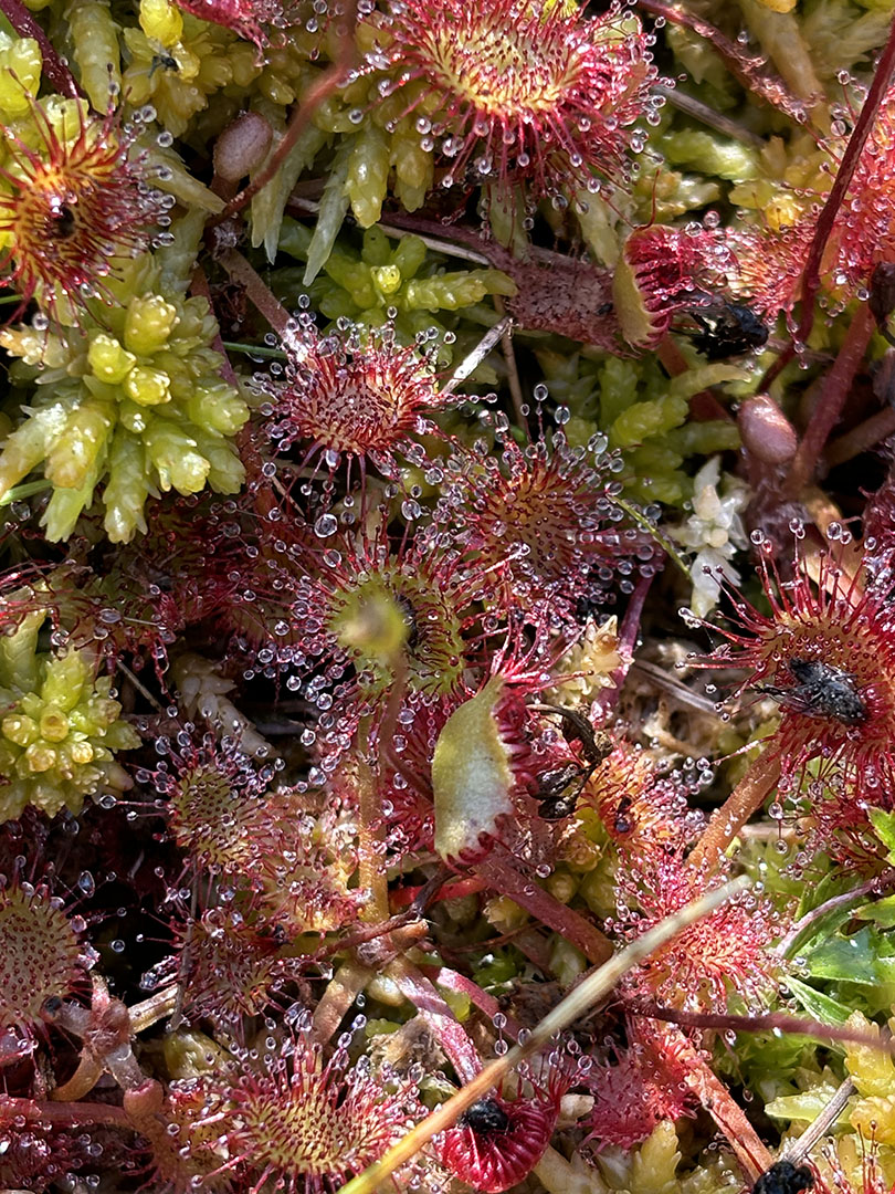 Drosera rotundifolia