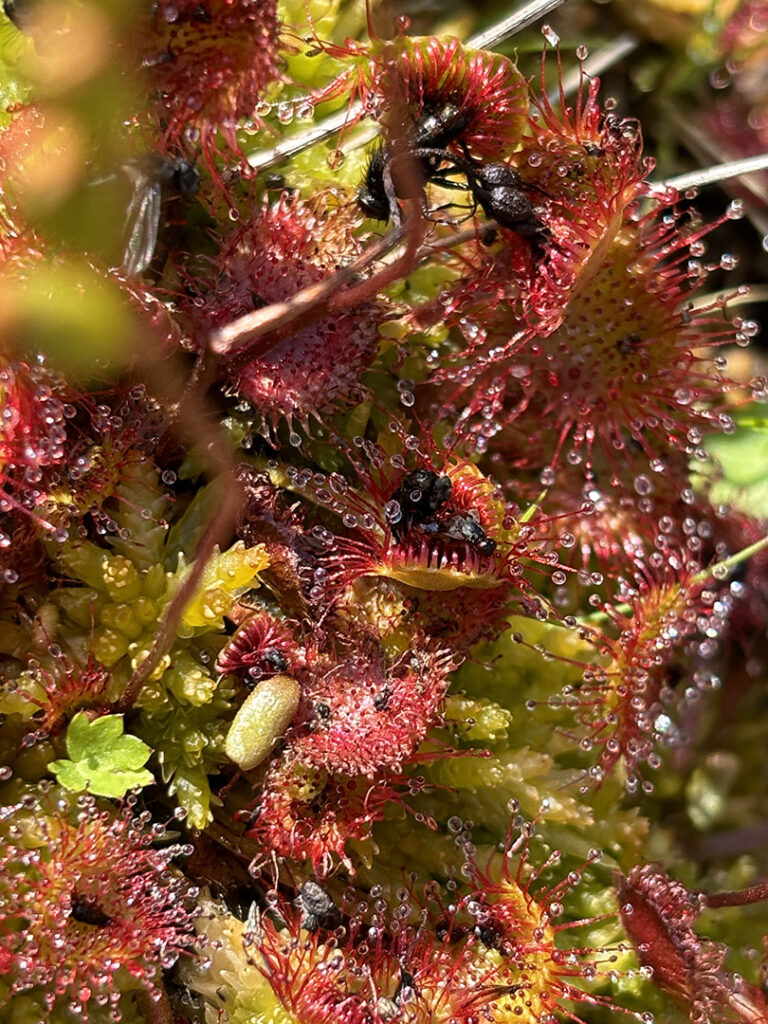 Drosera rotundifolia