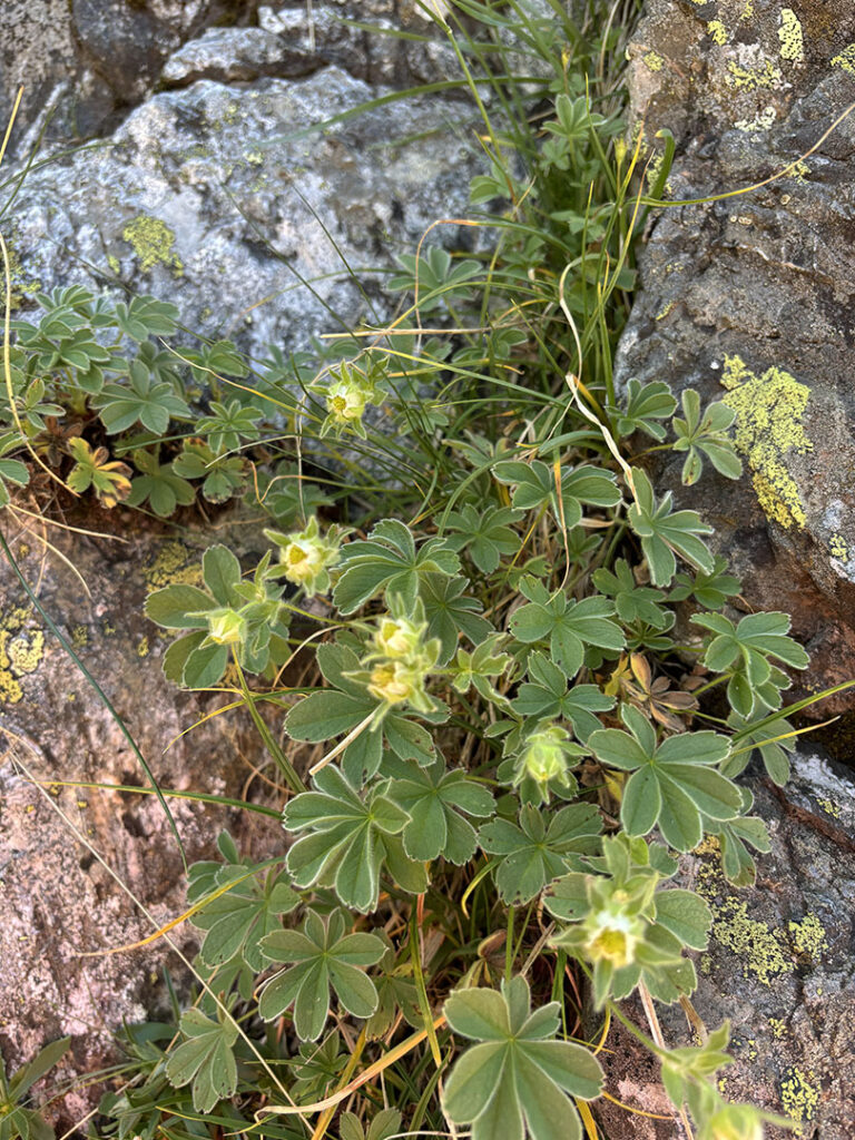 Potentilla nivalis