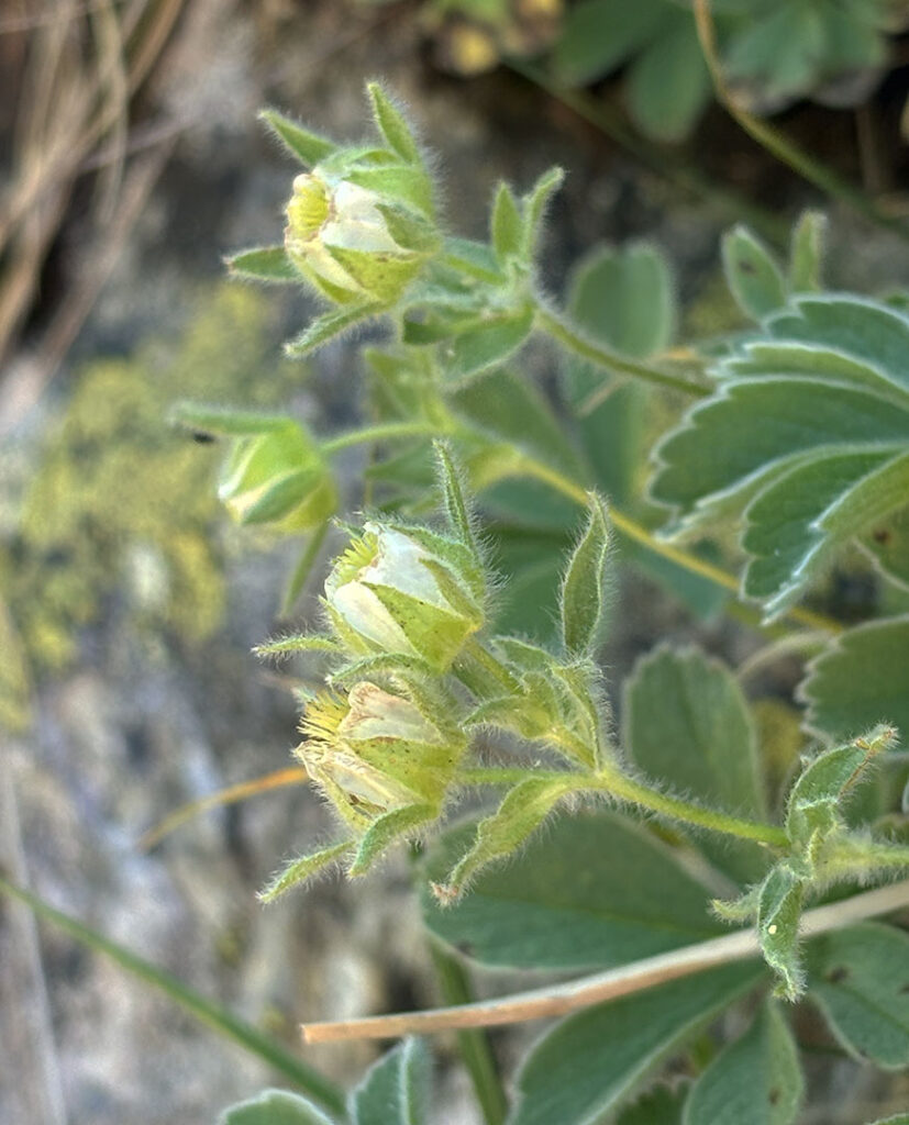 Potentilla nivalis