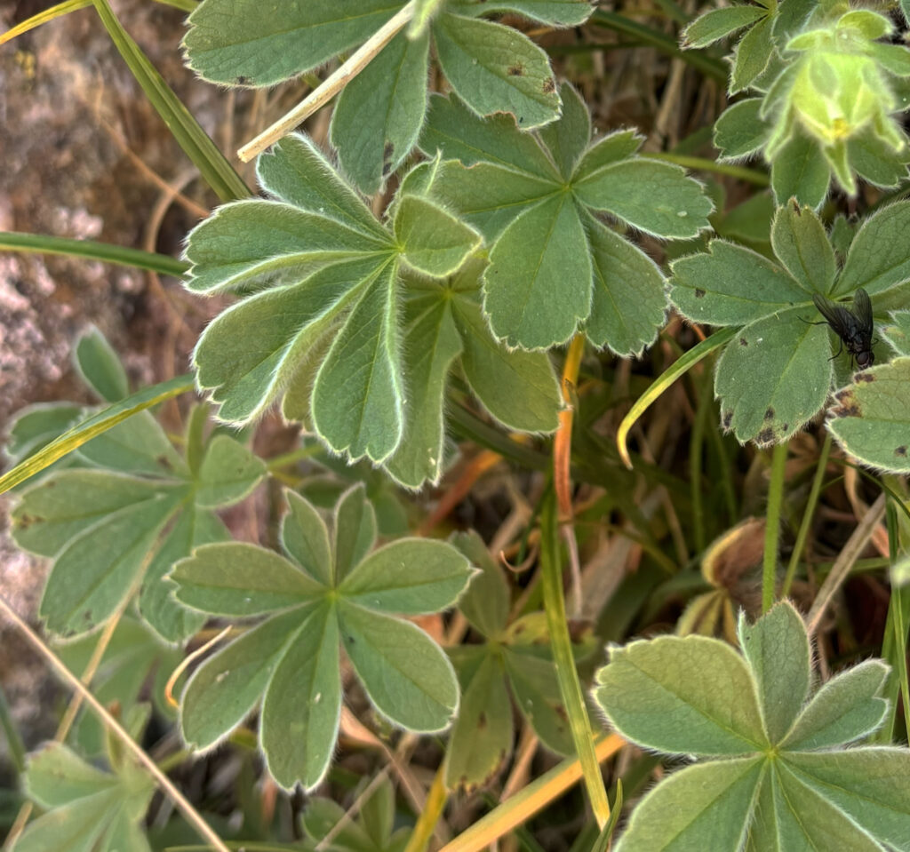 Potentilla nivalis