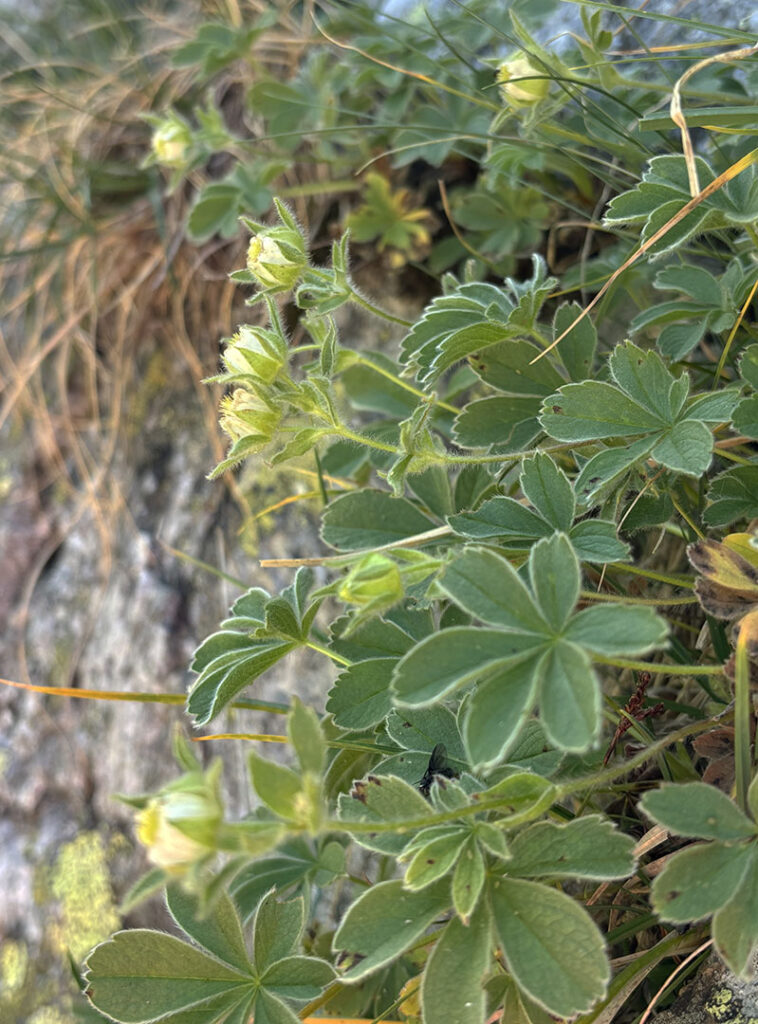 Potentilla nivalis