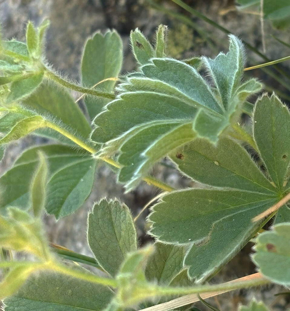 Potentilla nivalis