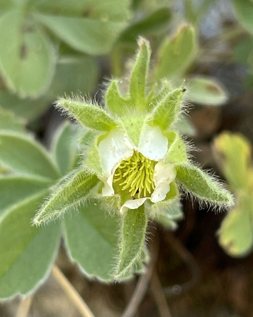 Potentilla nivalis