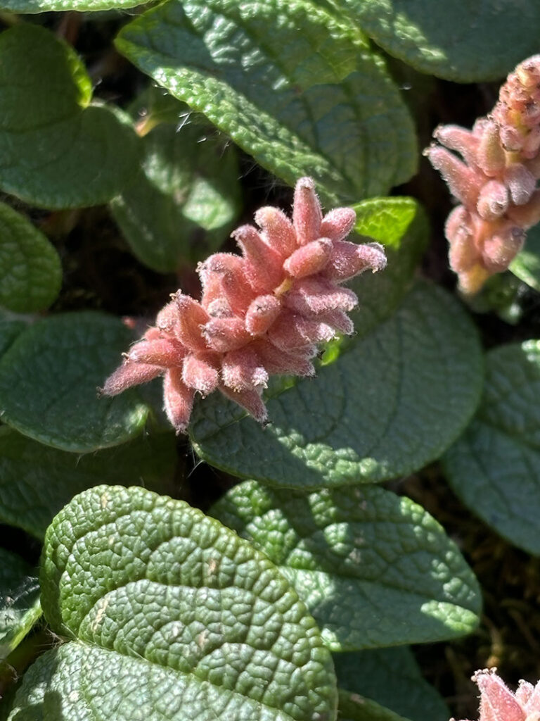 Salix reticulata