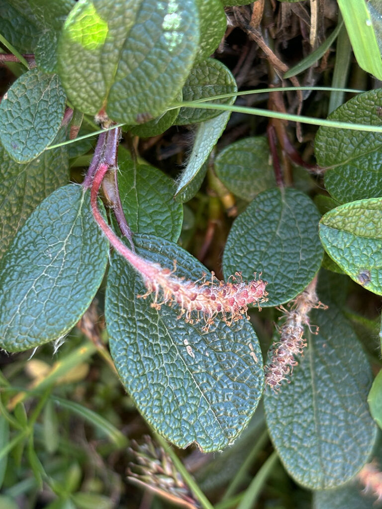 Salix reticulata