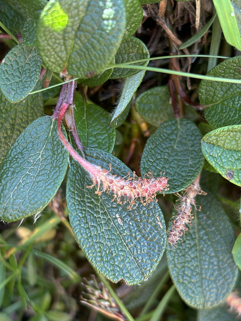 Salix reticulata