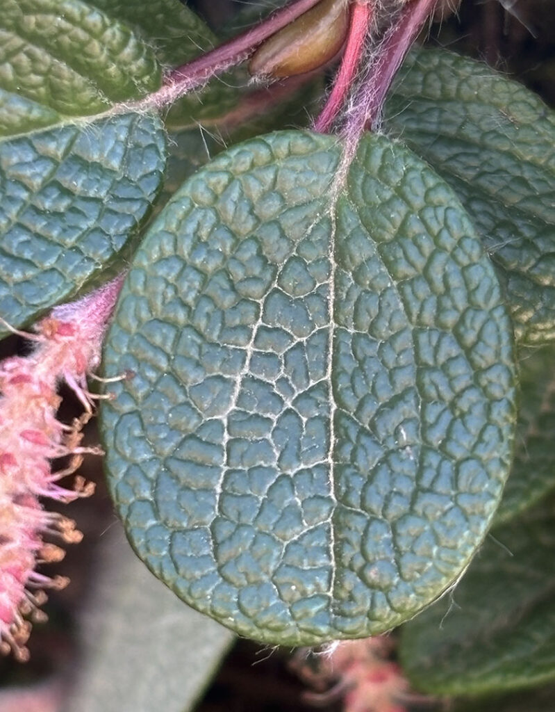 Salix reticulata