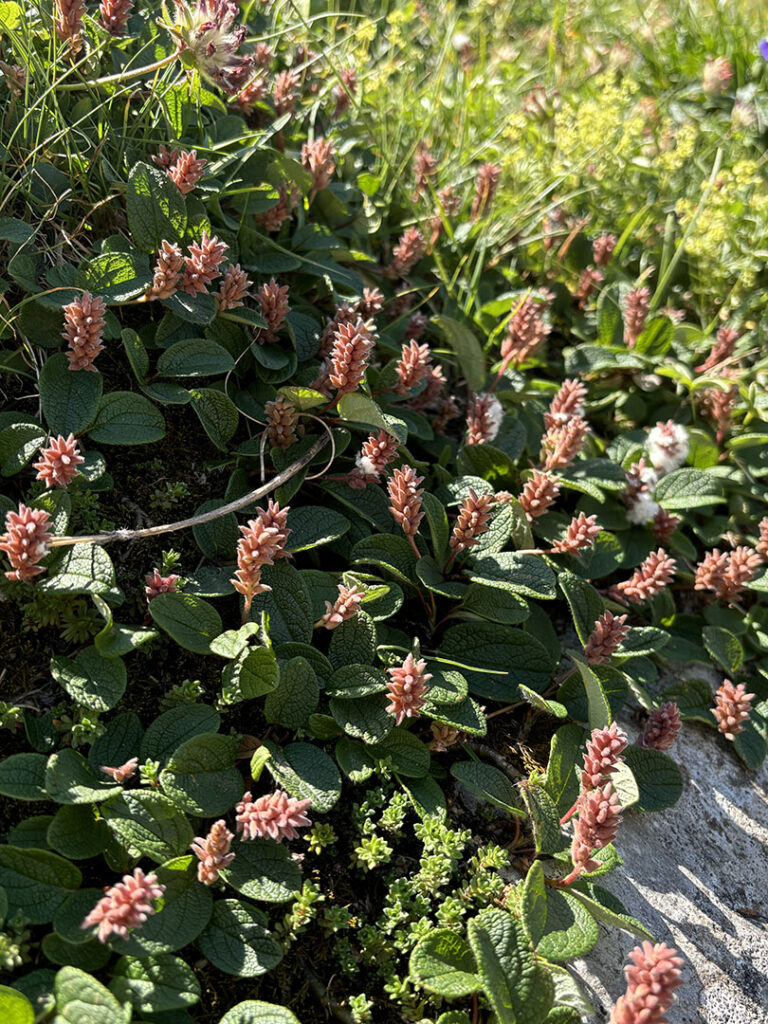 Salix reticulata