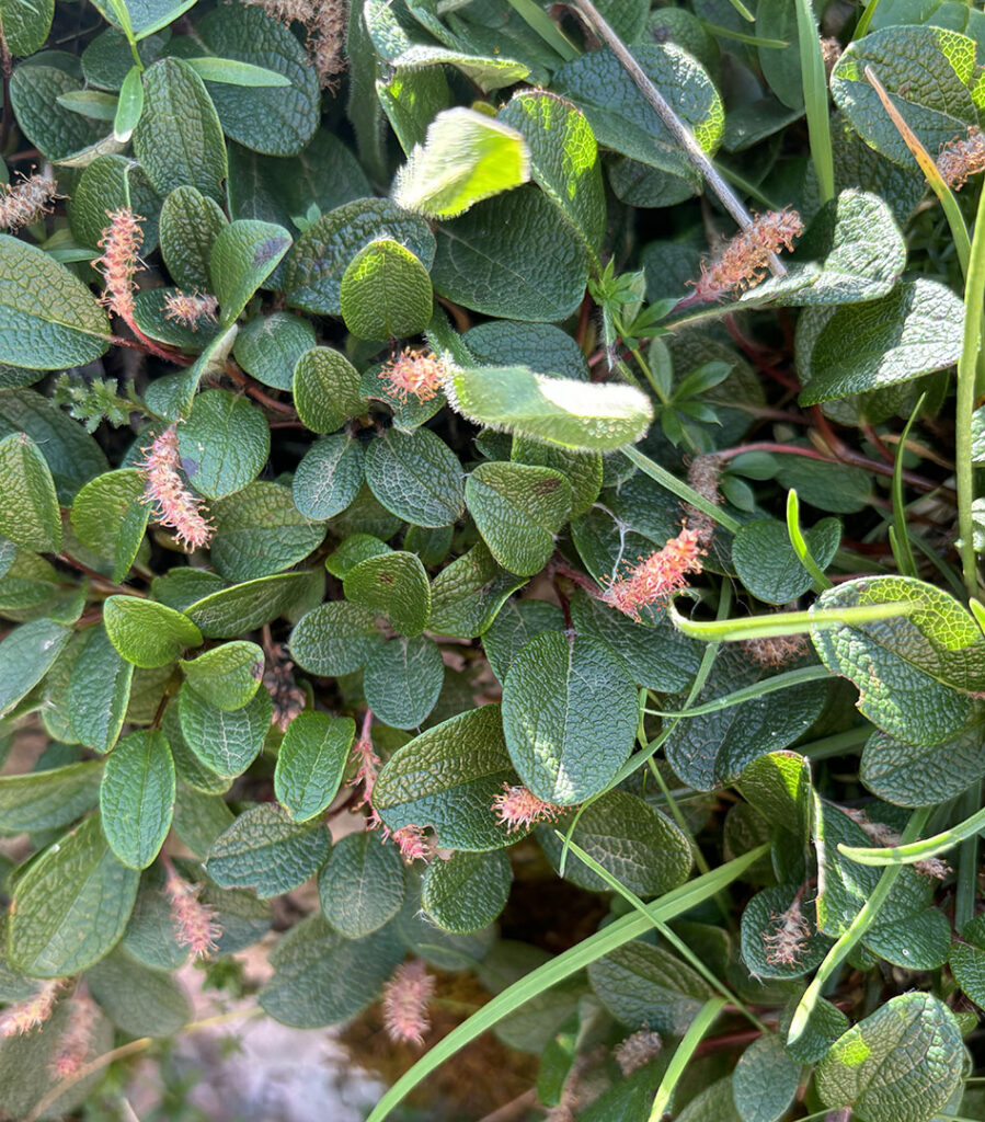 Salix reticulata