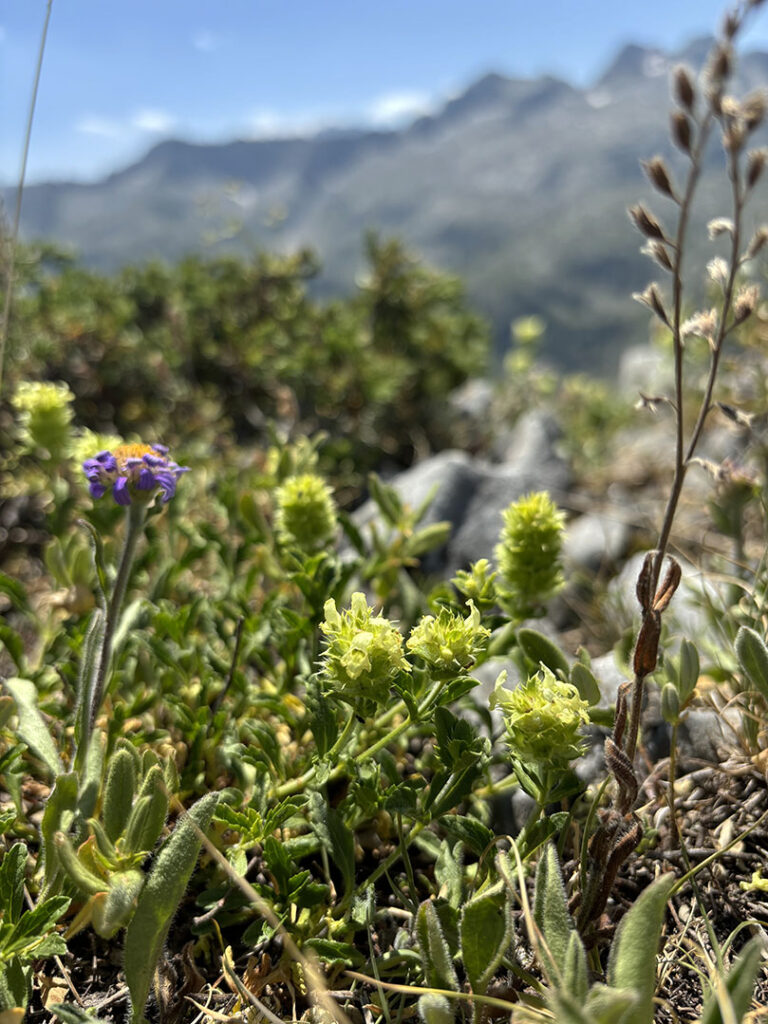 Sideritis hyssopifolia