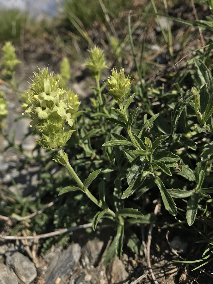 Sideritis hyssopifolia