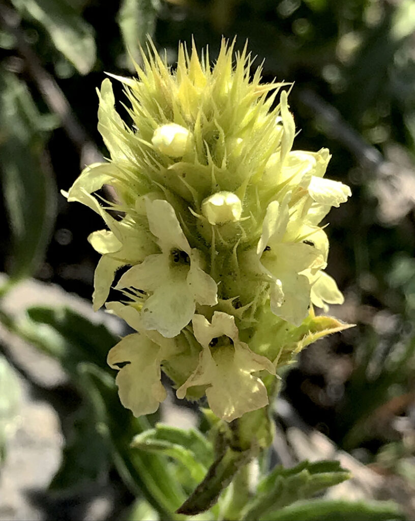 Sideritis hyssopifolia