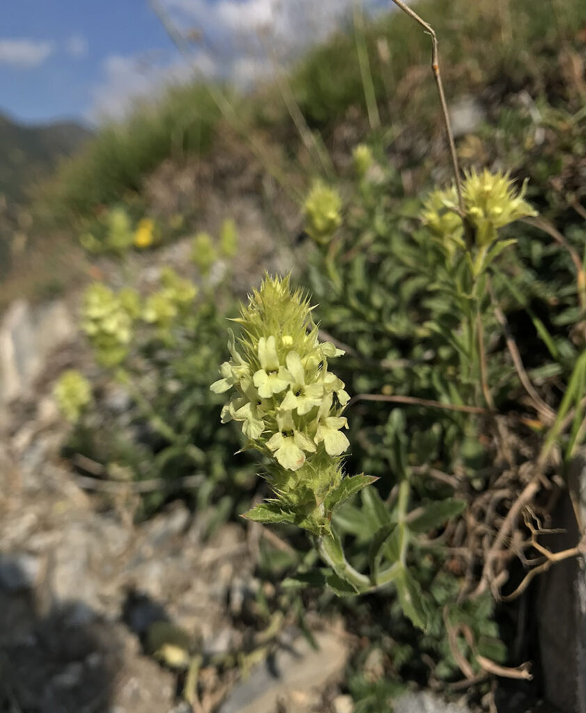 Sideritis hyssopifolia