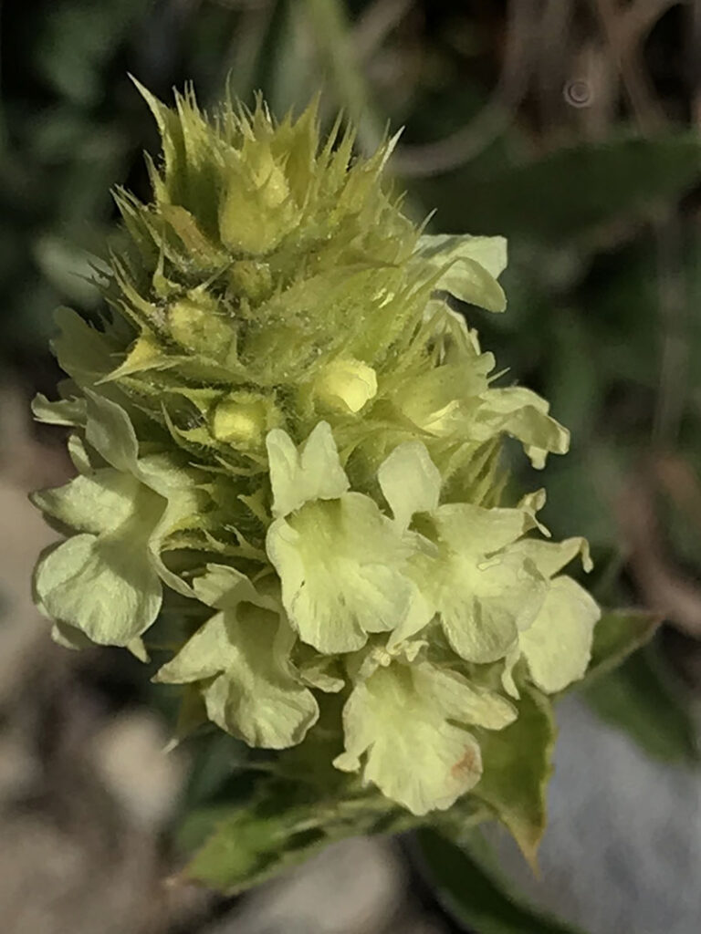 Sideritis hyssopifolia