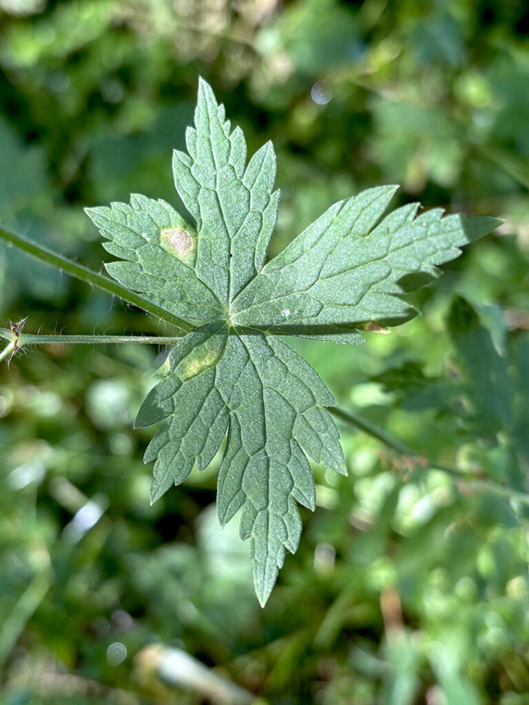 Geranium phaeum