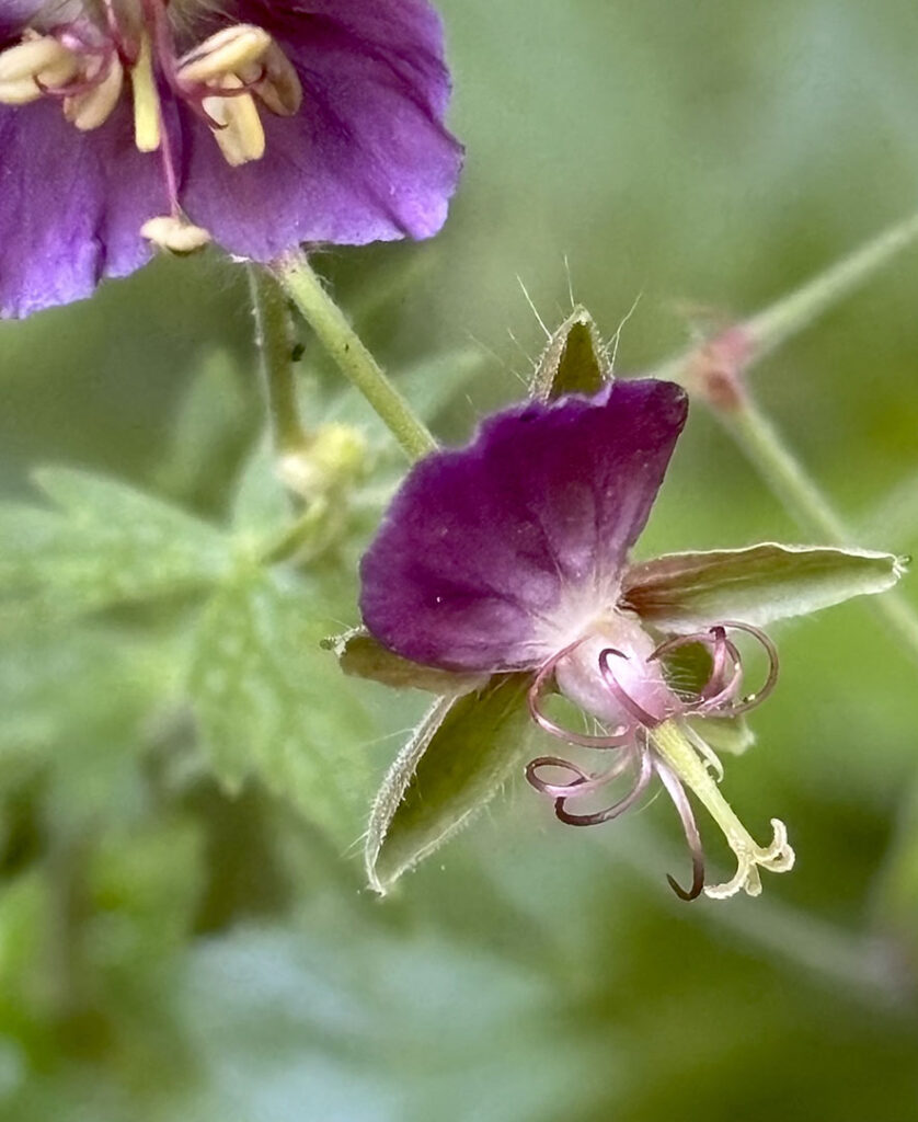 Geranium phaeum
