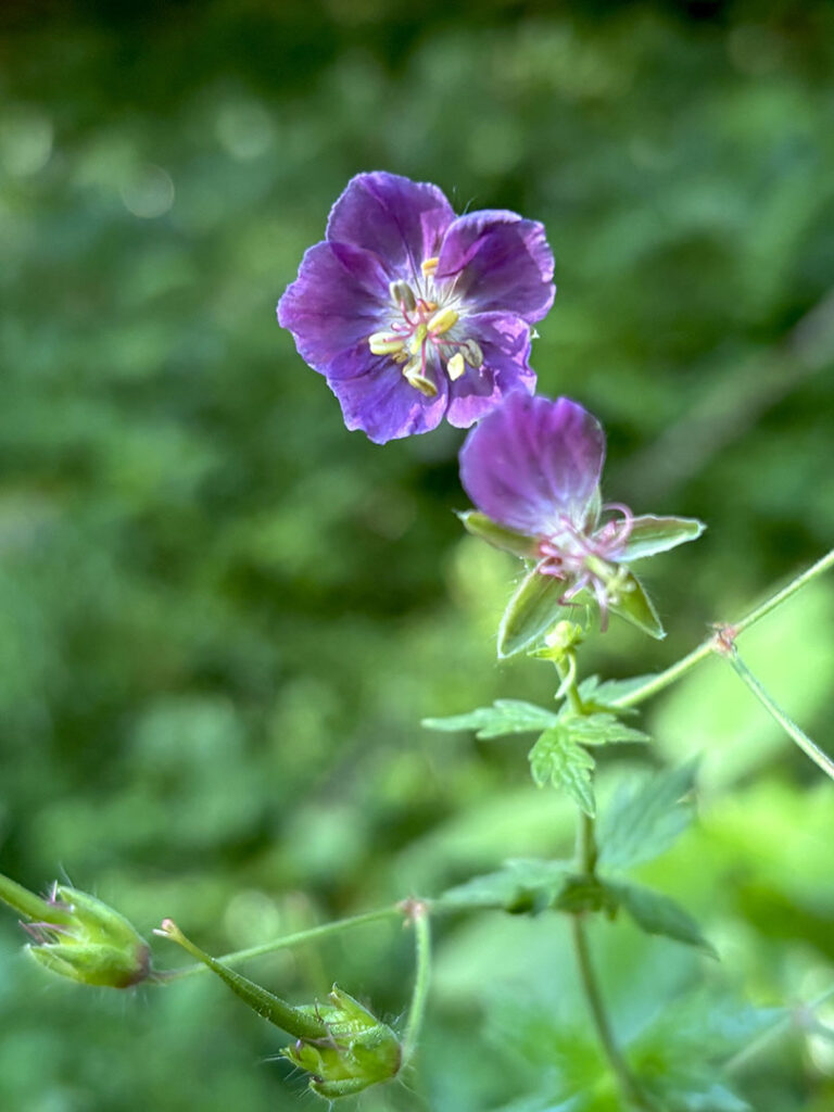 Geranium phaeum