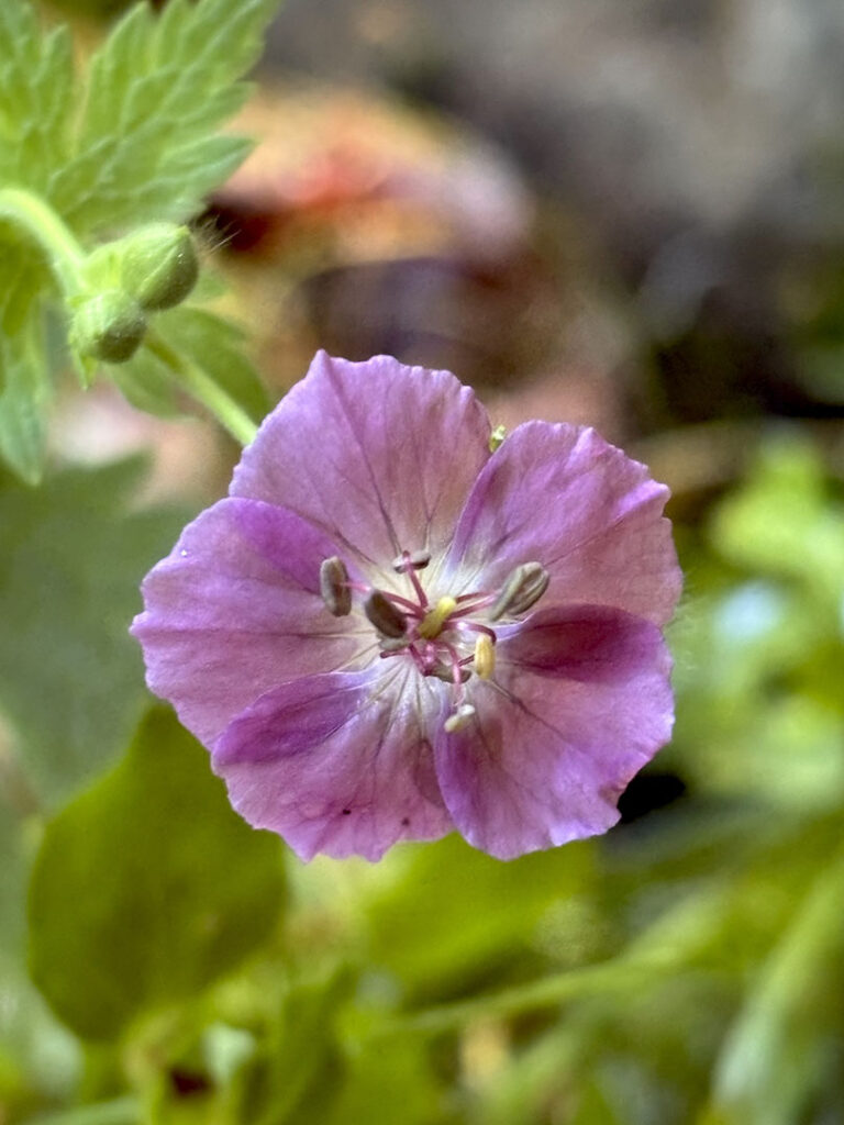 Geranium phaeum