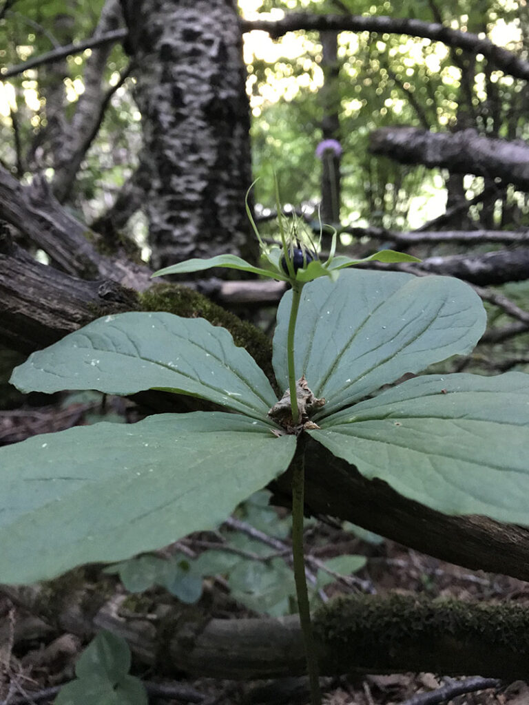 Paris quadrifolia