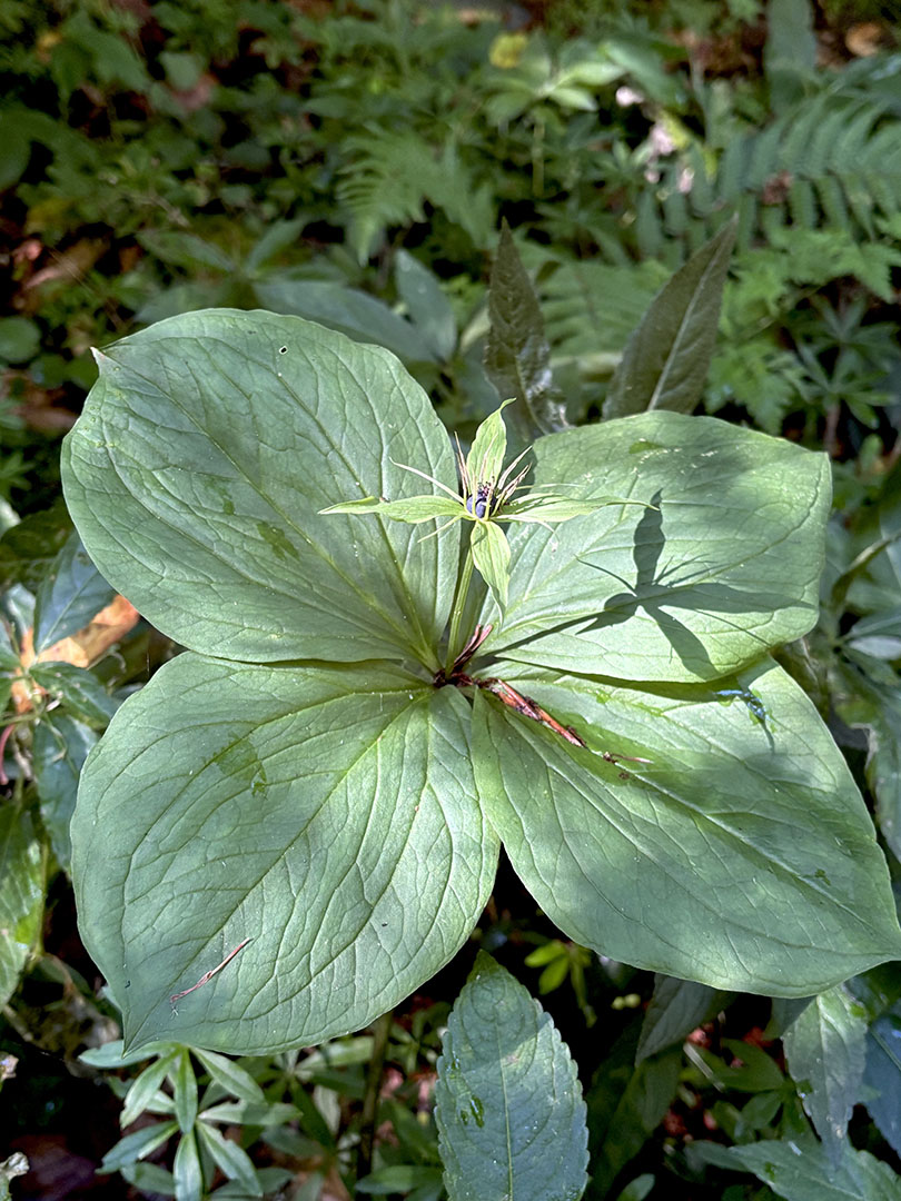 Paris quadrifolia