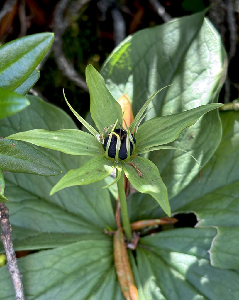 Paris quadrifolia