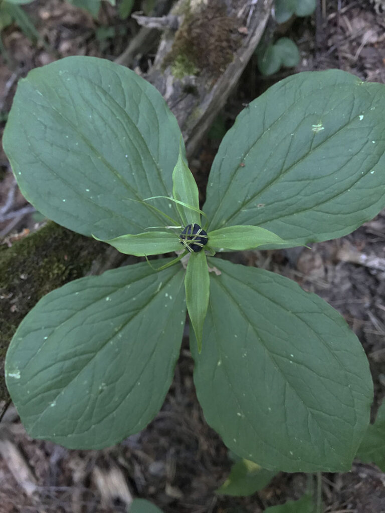 Paris quadrifolia