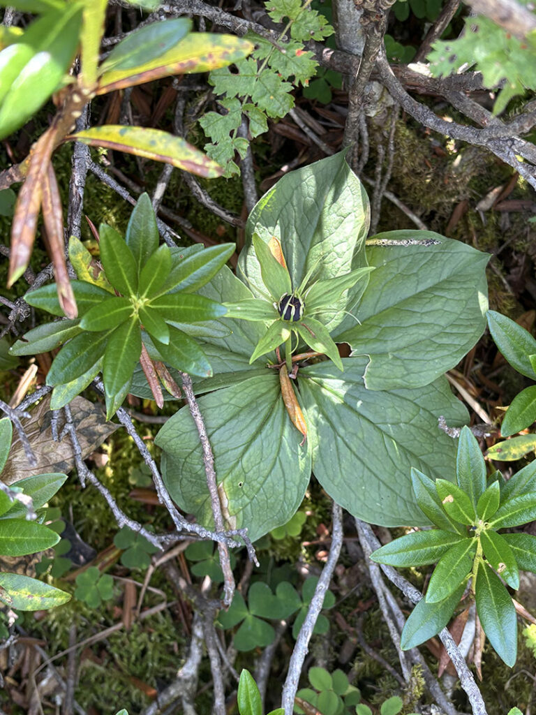 Paris quadrifolia