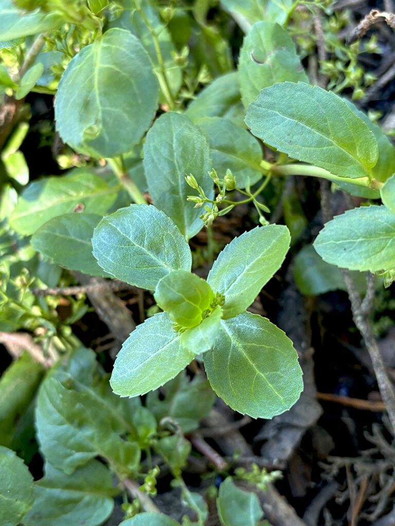 Veronica beccabunga