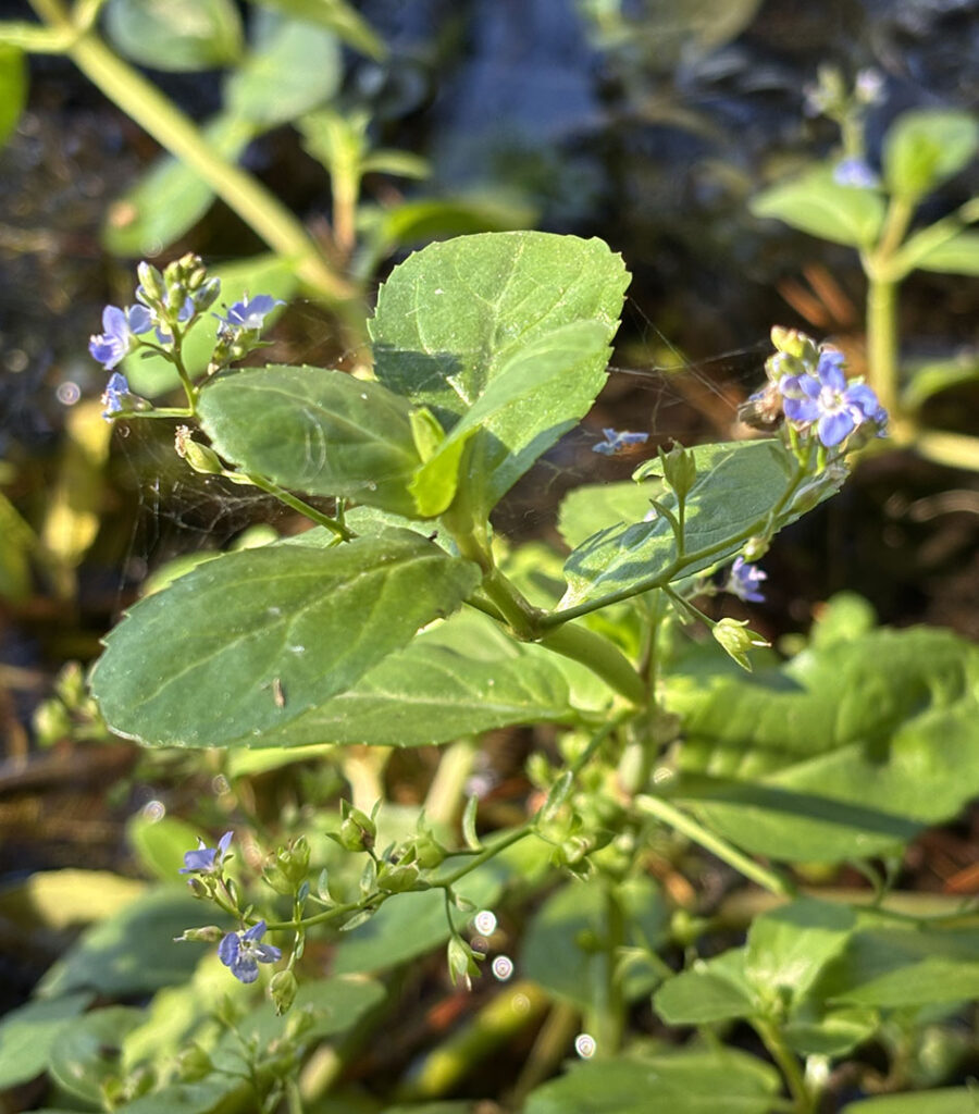 Veronica beccabunga