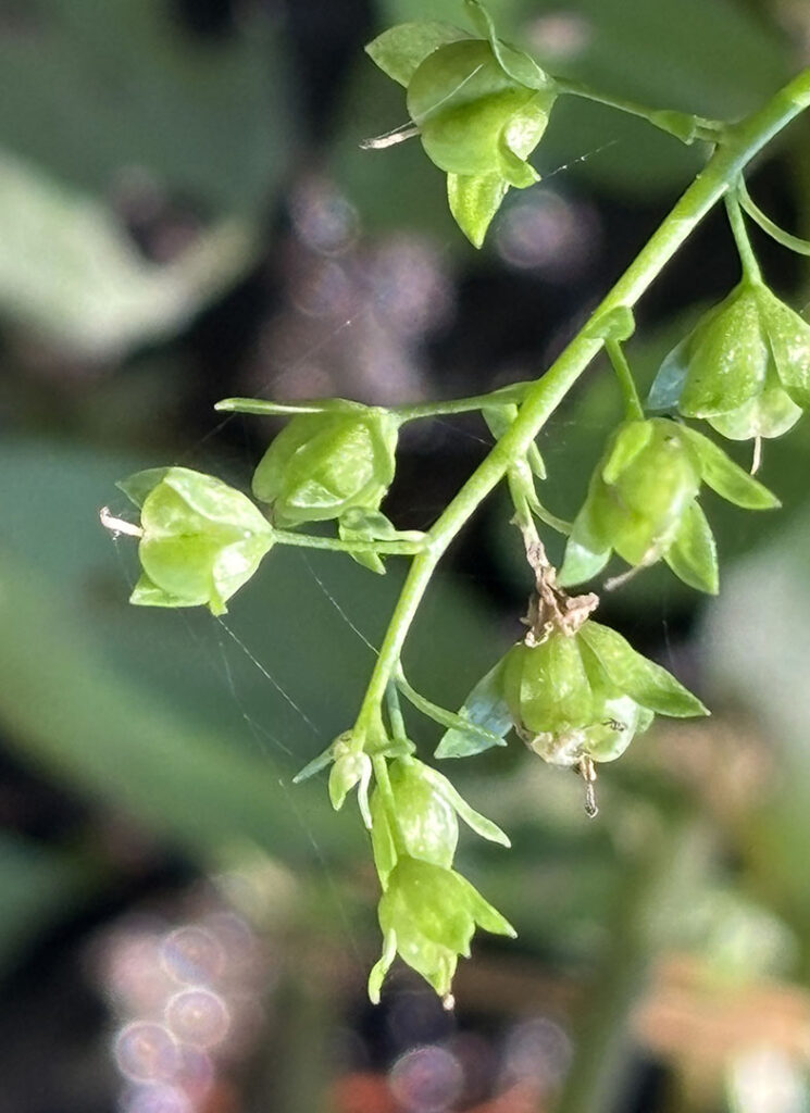 Veronica beccabunga