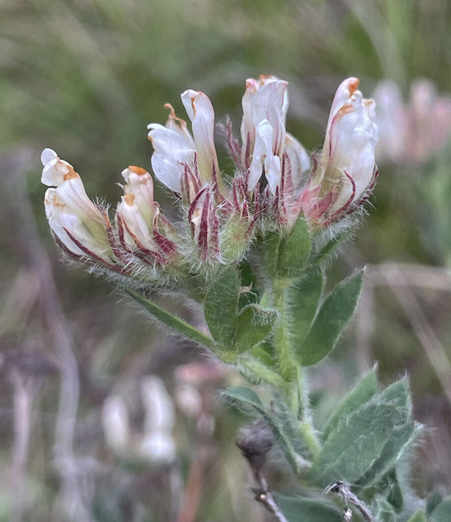 Dorycnium hirsutum