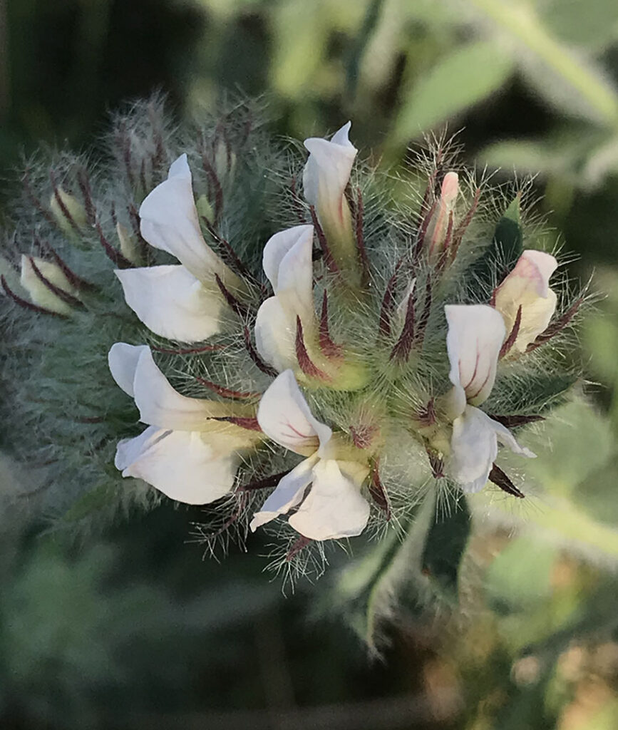 Dorycnium hirsutum