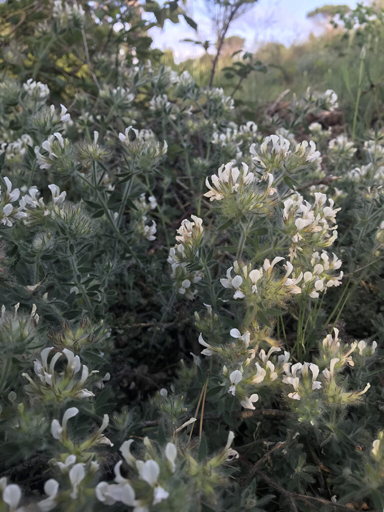 Dorycnium hirsutum