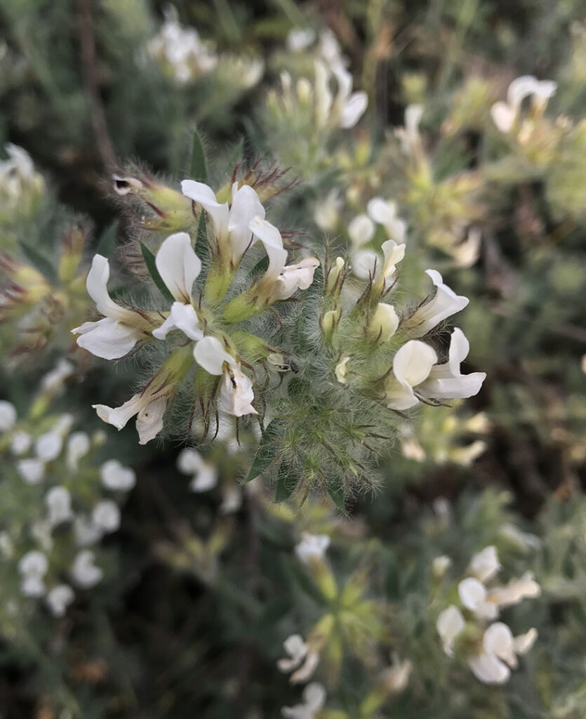 Dorycnium hirsutum