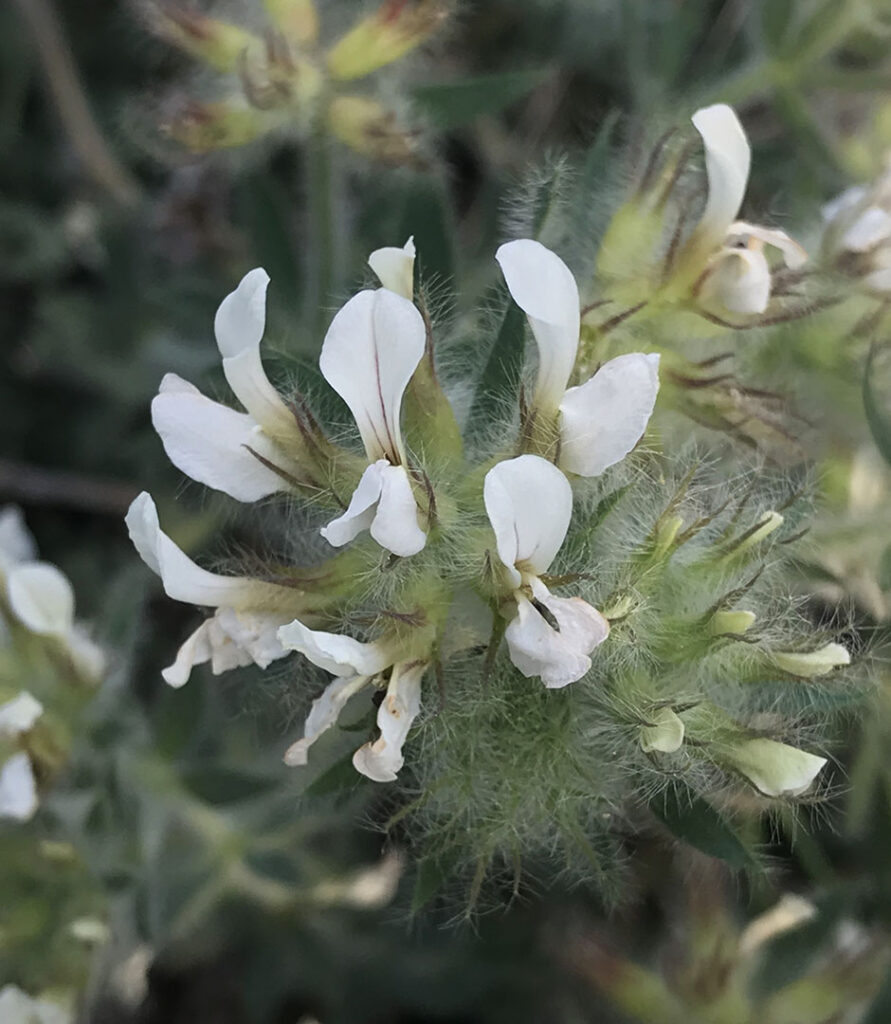 Dorycnium hirsutum