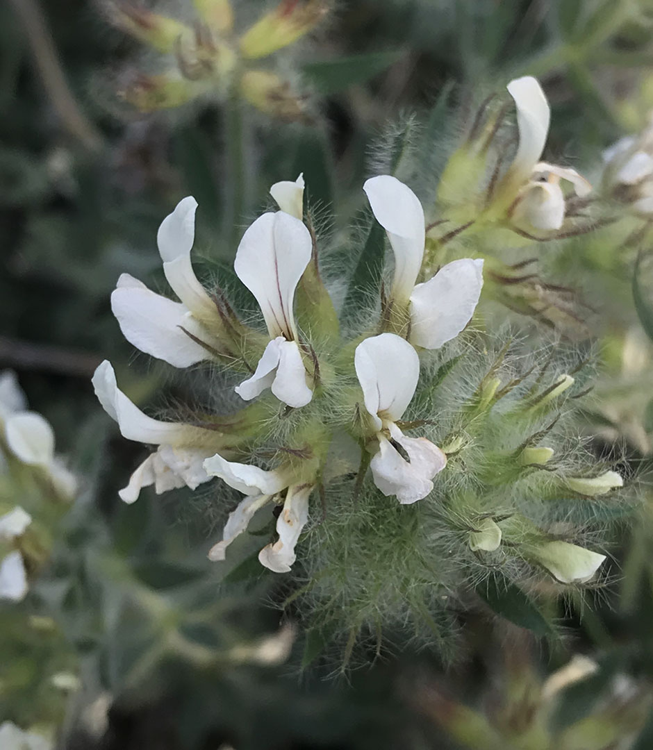 Dorycnium hirsutum