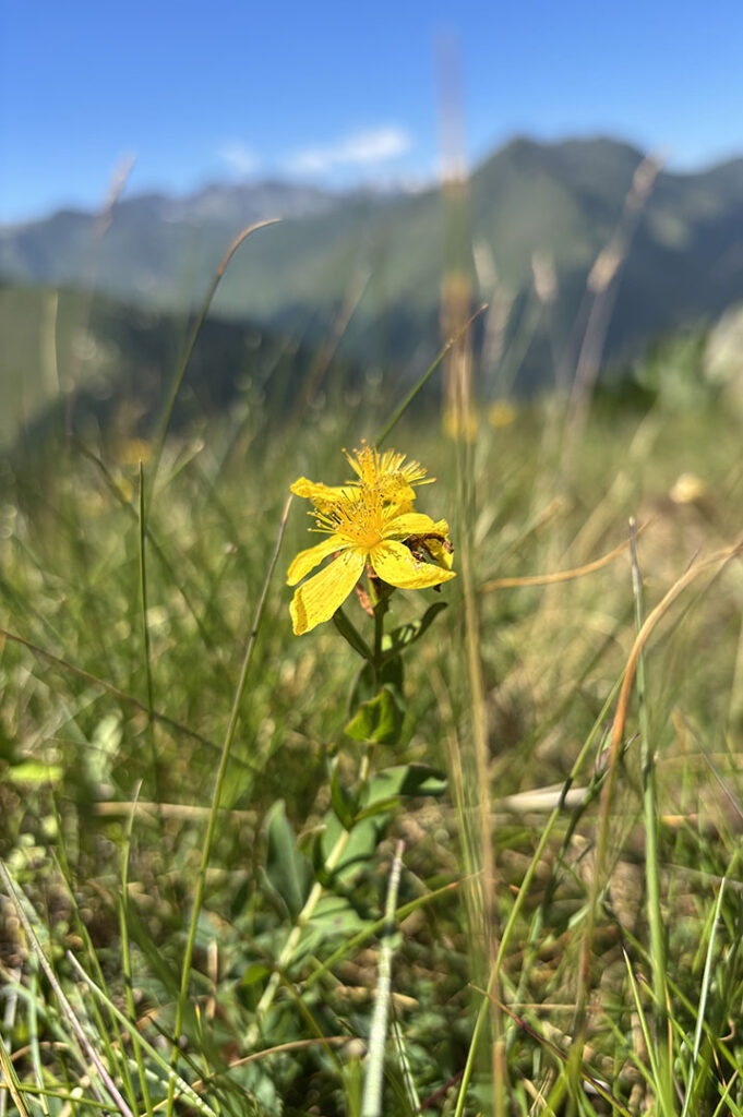 Hypericum richeri ssp.burseri