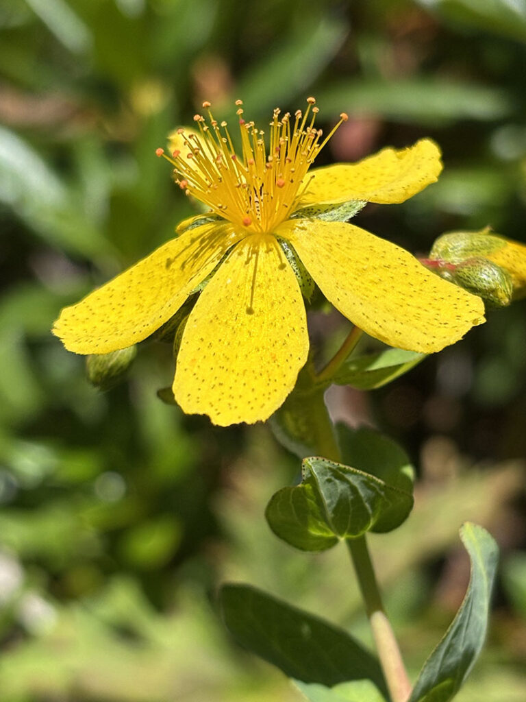 Hypericum richeri ssp.burseri