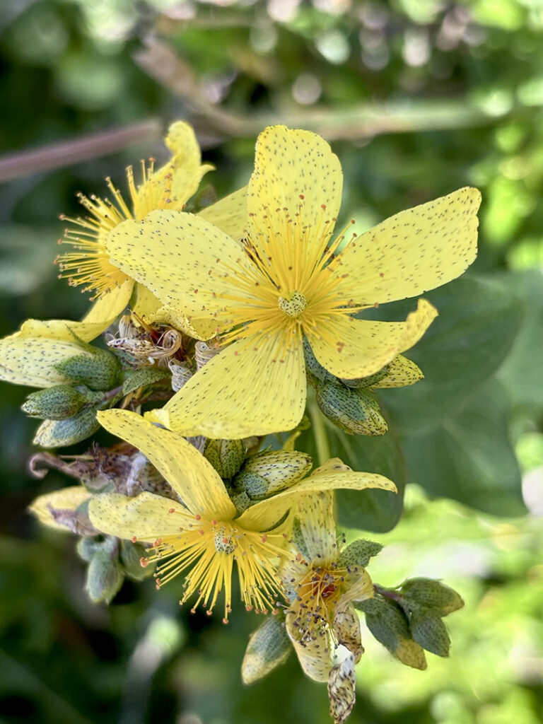 Hypericum richeri ssp.burseri