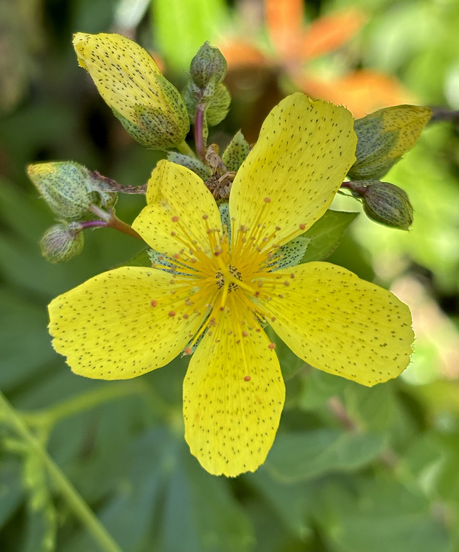 Hypericum richeri ssp.burseri
