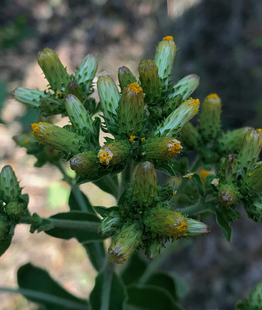 Inula conyza