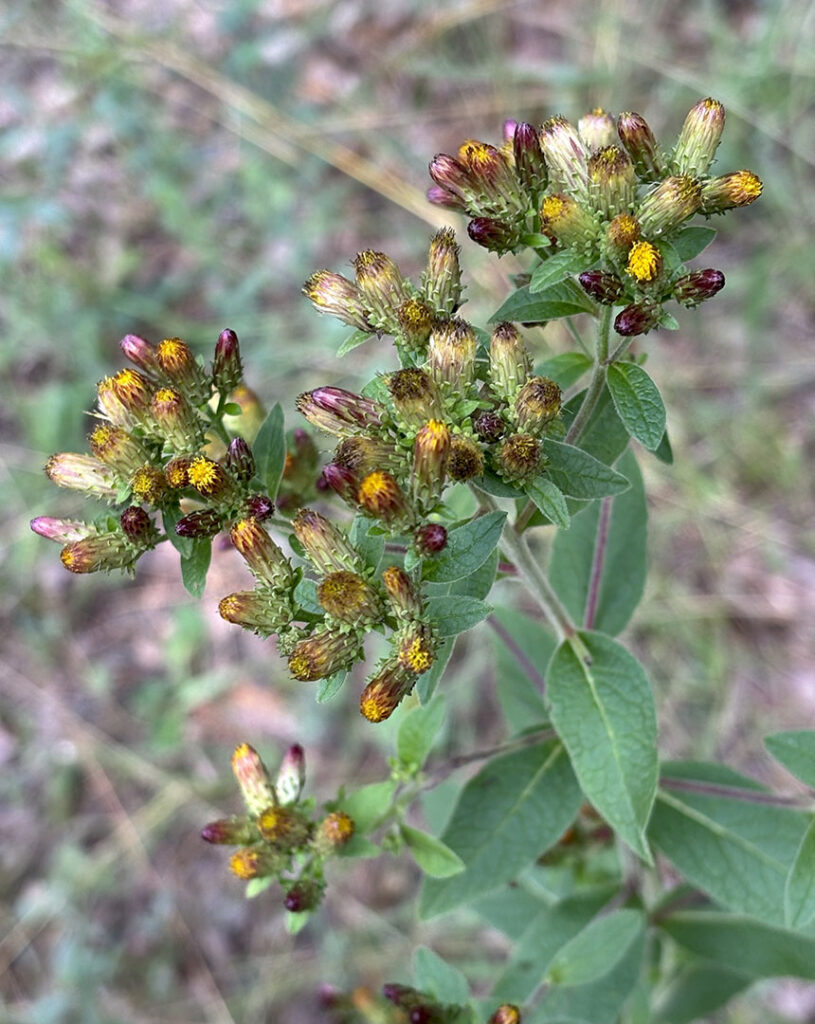 Inula conyza
