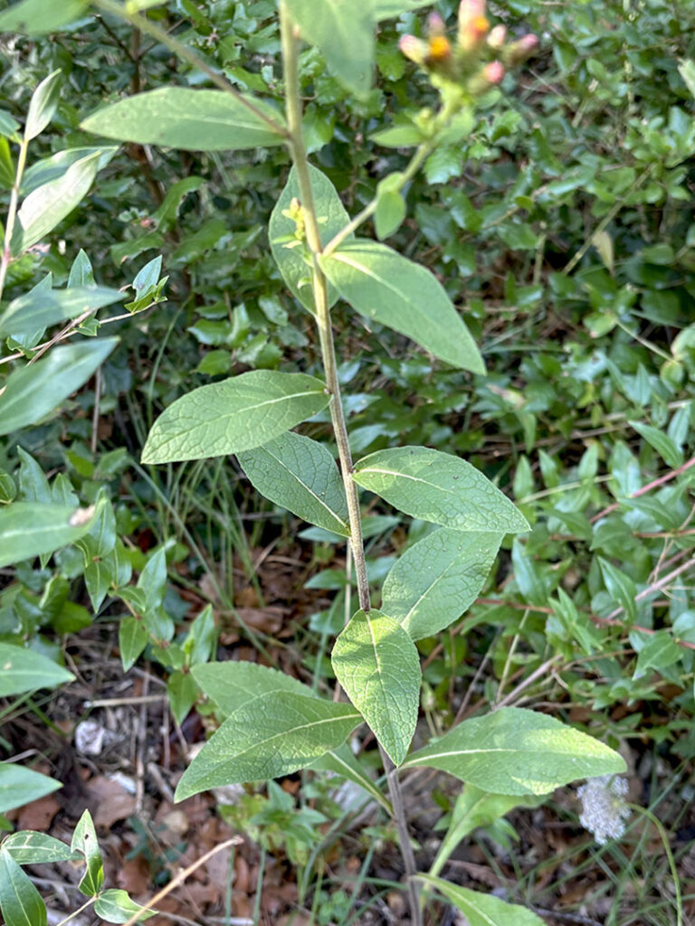 Inula conyza