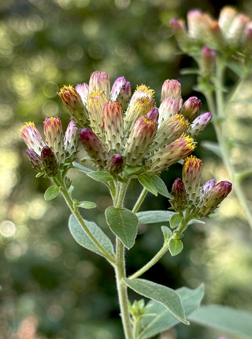 Inula conyza
