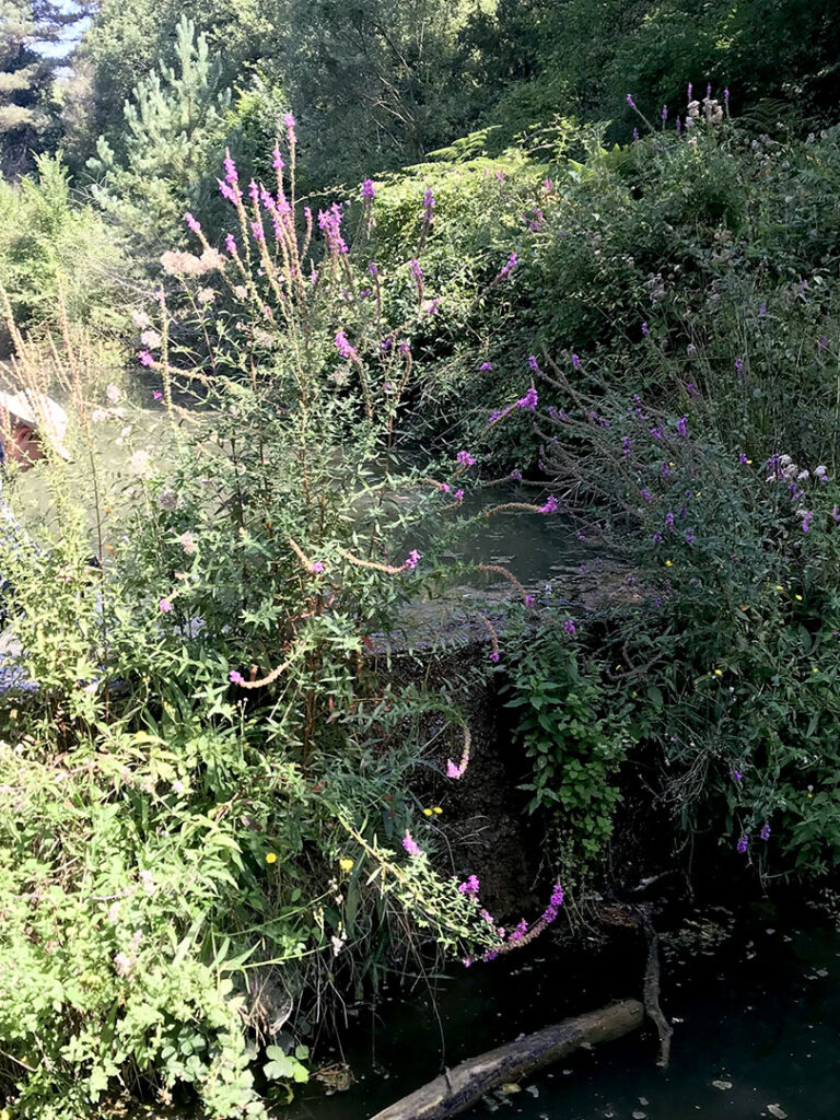 Lythrum salicaria