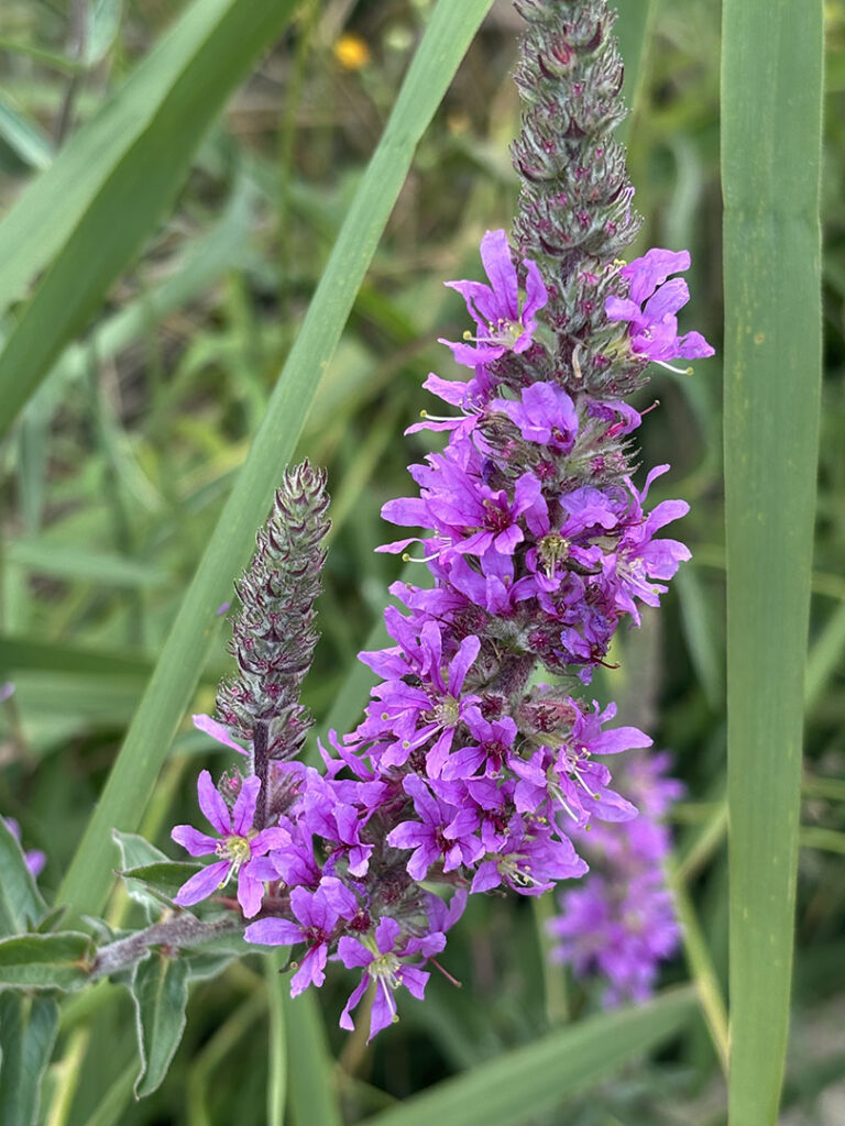 Lythrum salicaria