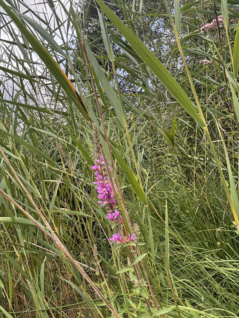 Lythrum salicaria