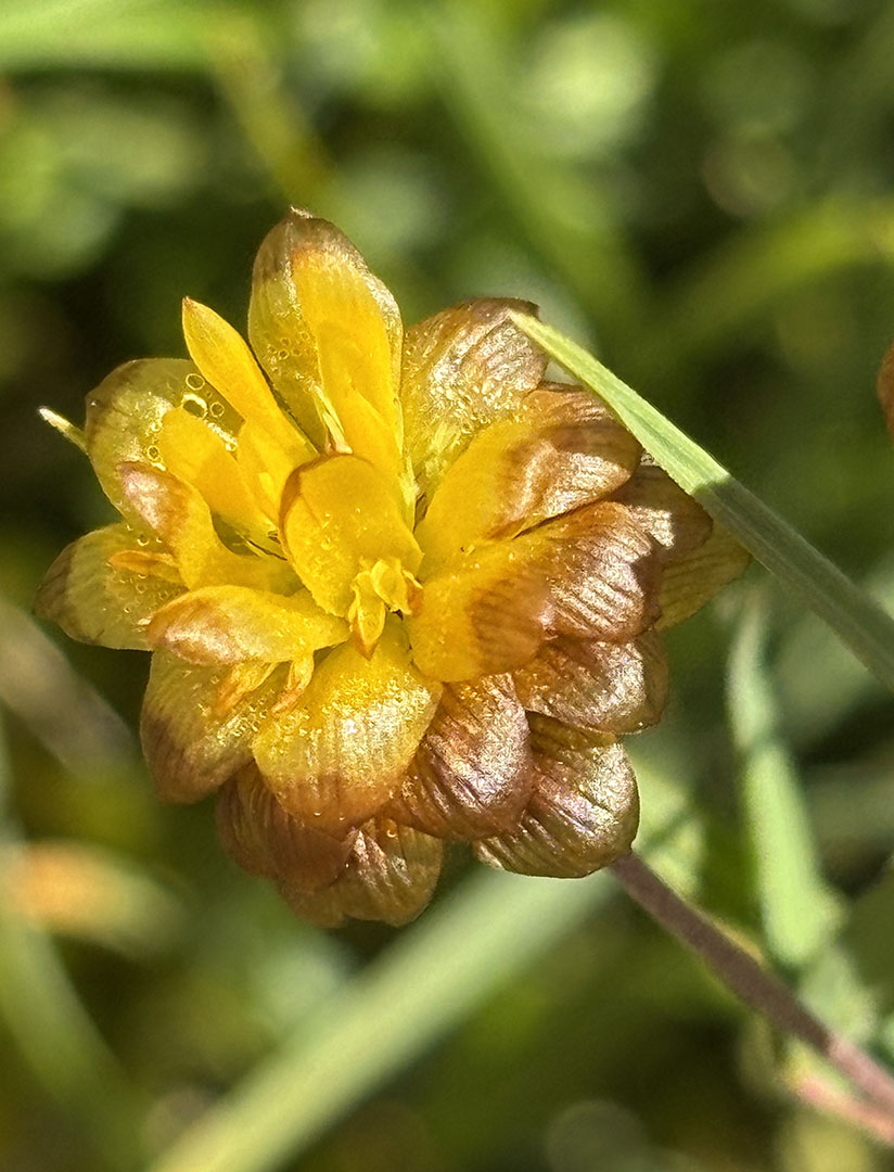 Trifolium badium